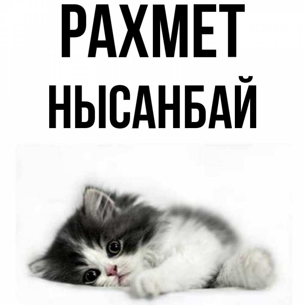Күн сайын ашық хат с именем, НЫСАНБАЙ рахмет черный и белый кот Онлайн тегін жүктеп алу тілектері бар керемет карта 