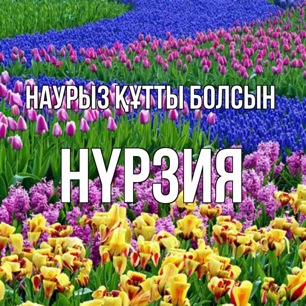 Күн сайын ашық хат с именем, НҮРЗИЯ Наурыз құтты болсын цветы Онлайн тегін жүктеп алу тілектері бар керемет карта 