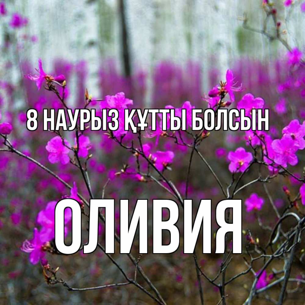 Күн сайын ашық хат с именем, Оливия 8 наурыз құтты болсын дикие цветы Онлайн тегін жүктеп алу тілектері бар керемет карта 