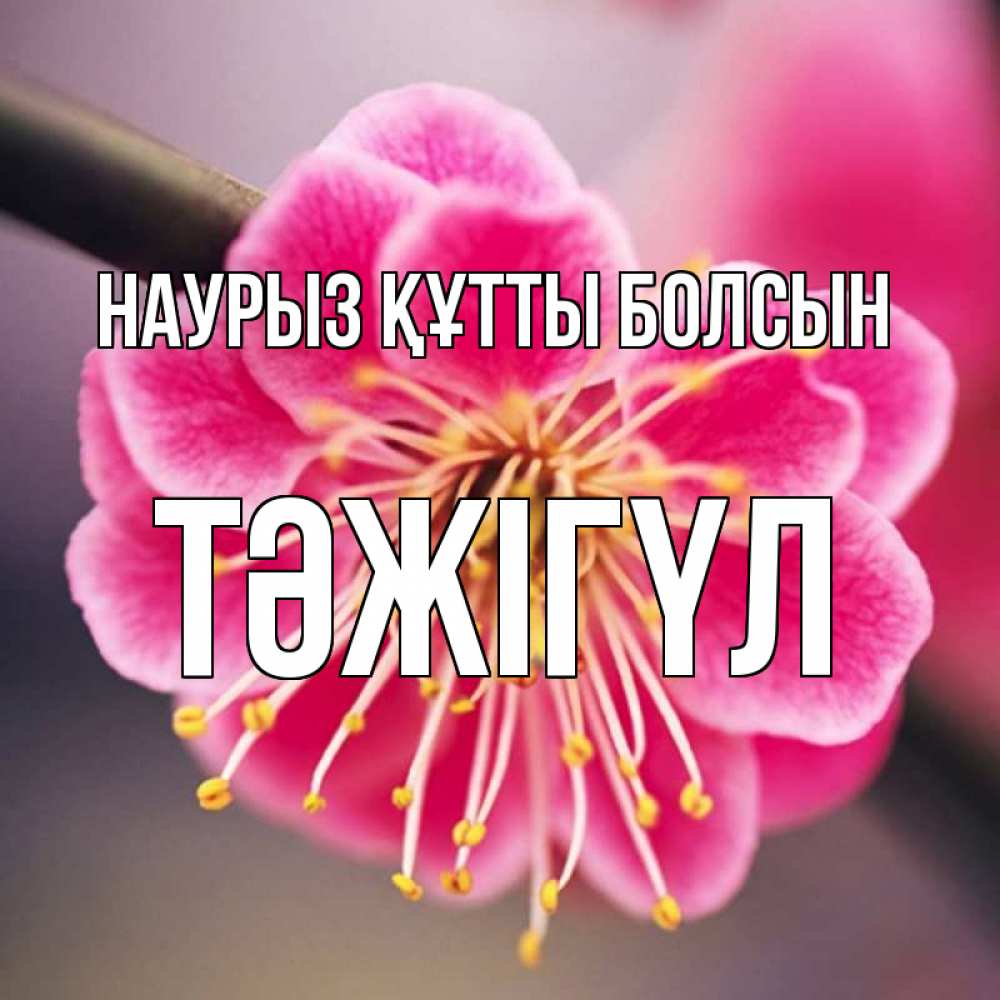 Күн сайын ашық хат с именем, ТӘЖІГҮЛ Наурыз құтты болсын цветы Онлайн тегін жүктеп алу тілектері бар керемет карта 