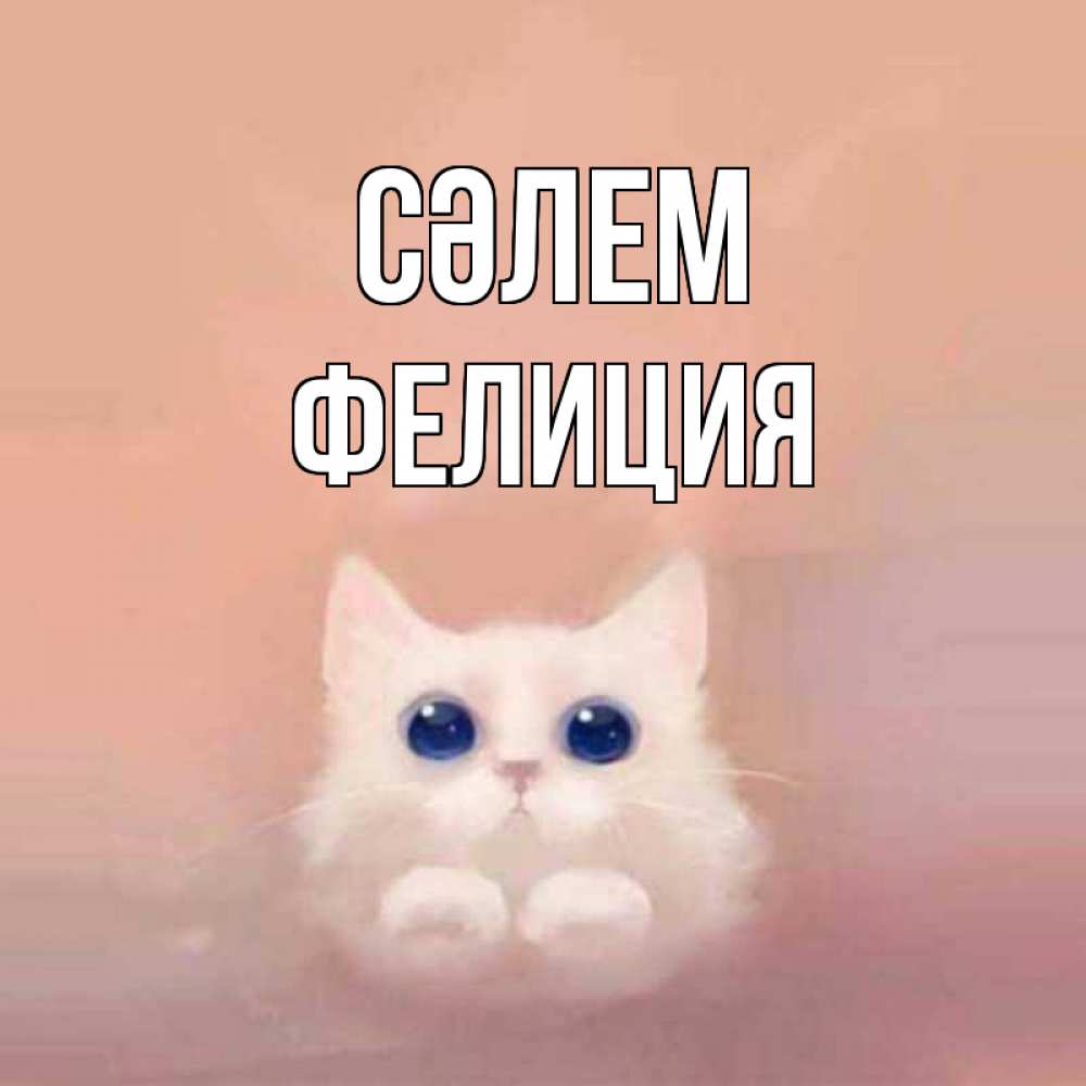 Күн сайын ашық хат с именем, Фелиция Сәлем котик белый в полете Онлайн тегін жүктеп алу тілектері бар керемет карта 