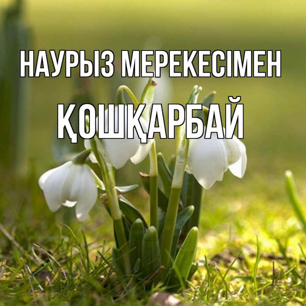 Күн сайын ашық хат с именем, ҚОШҚАРБАЙ Наурыз мерекесімен ранние цветы 2 Онлайн тегін жүктеп алу тілектері бар керемет карта 