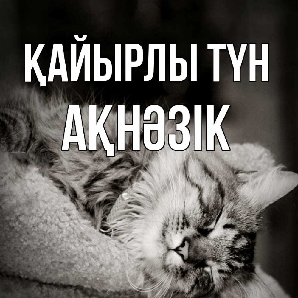 Күн сайын ашық хат с именем, АҚНӘЗІК Қайырлы түн котярик пушистый Онлайн тегін жүктеп алу тілектері бар керемет карта 
