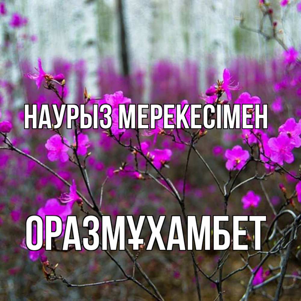 Күн сайын ашық хат с именем, ОРАЗМҰХАМБЕТ Наурыз мерекесімен дикие цветы Онлайн тегін жүктеп алу тілектері бар керемет карта 