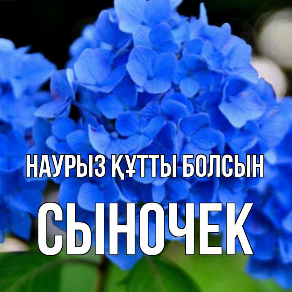 Күн сайын ашық хат с именем, Сыночек Наурыз құтты болсын синие цветы Онлайн тегін жүктеп алу тілектері бар керемет карта 