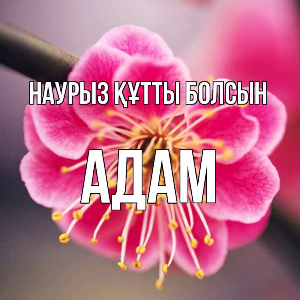 Күн сайын ашық хат с именем, Адам Наурыз құтты болсын цветы Онлайн тегін жүктеп алу тілектері бар керемет карта 