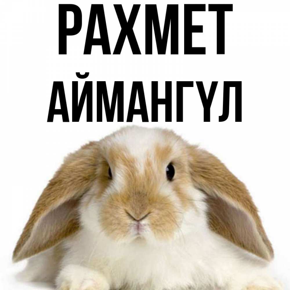 Күн сайын ашық хат с именем, Аймангүл рахмет коричнево белый заяц Онлайн тегін жүктеп алу тілектері бар керемет карта 