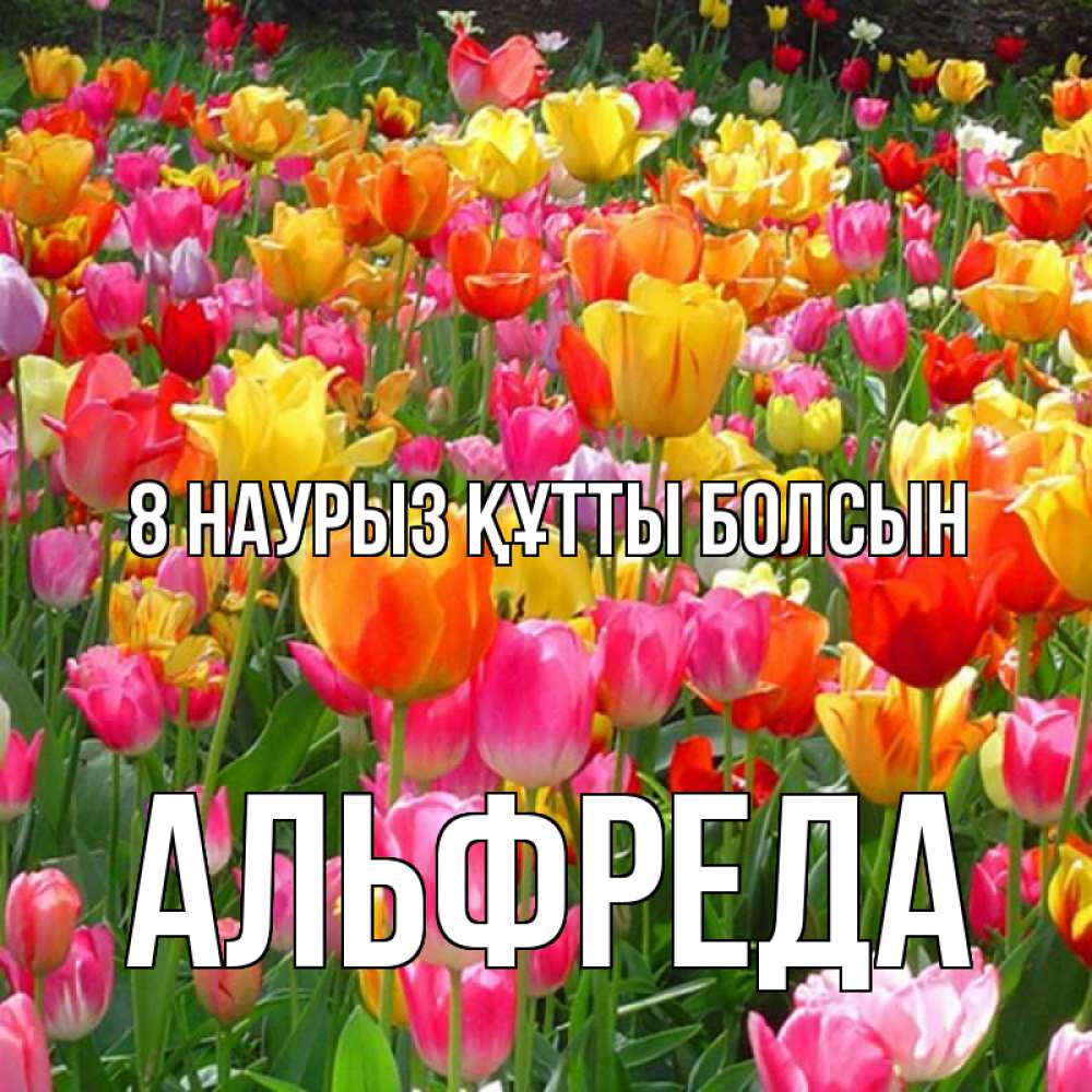 Күн сайын ашық хат с именем, Альфреда 8 наурыз құтты болсын на международный женский день Онлайн тегін жүктеп алу тілектері бар керемет карта 
