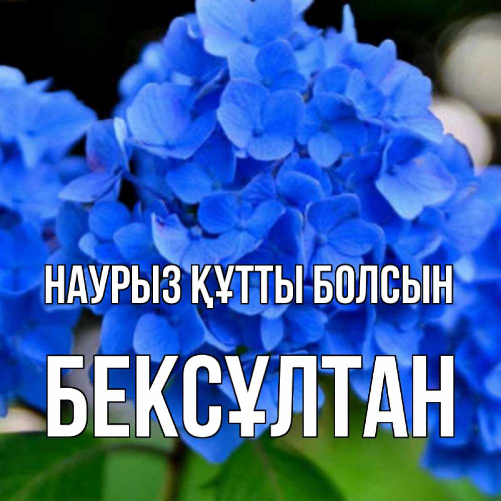 Күн сайын ашық хат с именем, Бексұлтан Наурыз құтты болсын синие цветы Онлайн тегін жүктеп алу тілектері бар керемет карта 