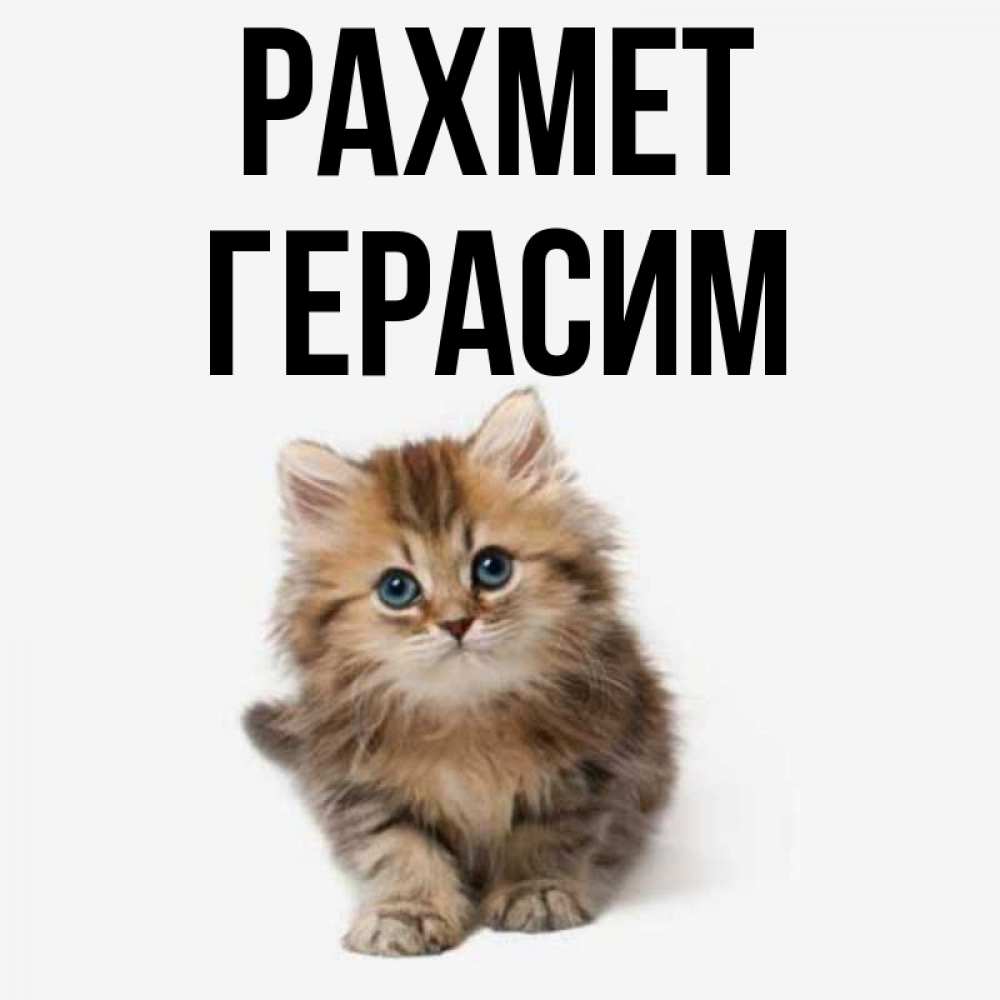Күн сайын ашық хат с именем, Герасим рахмет пушистый котик Онлайн тегін жүктеп алу тілектері бар керемет карта 