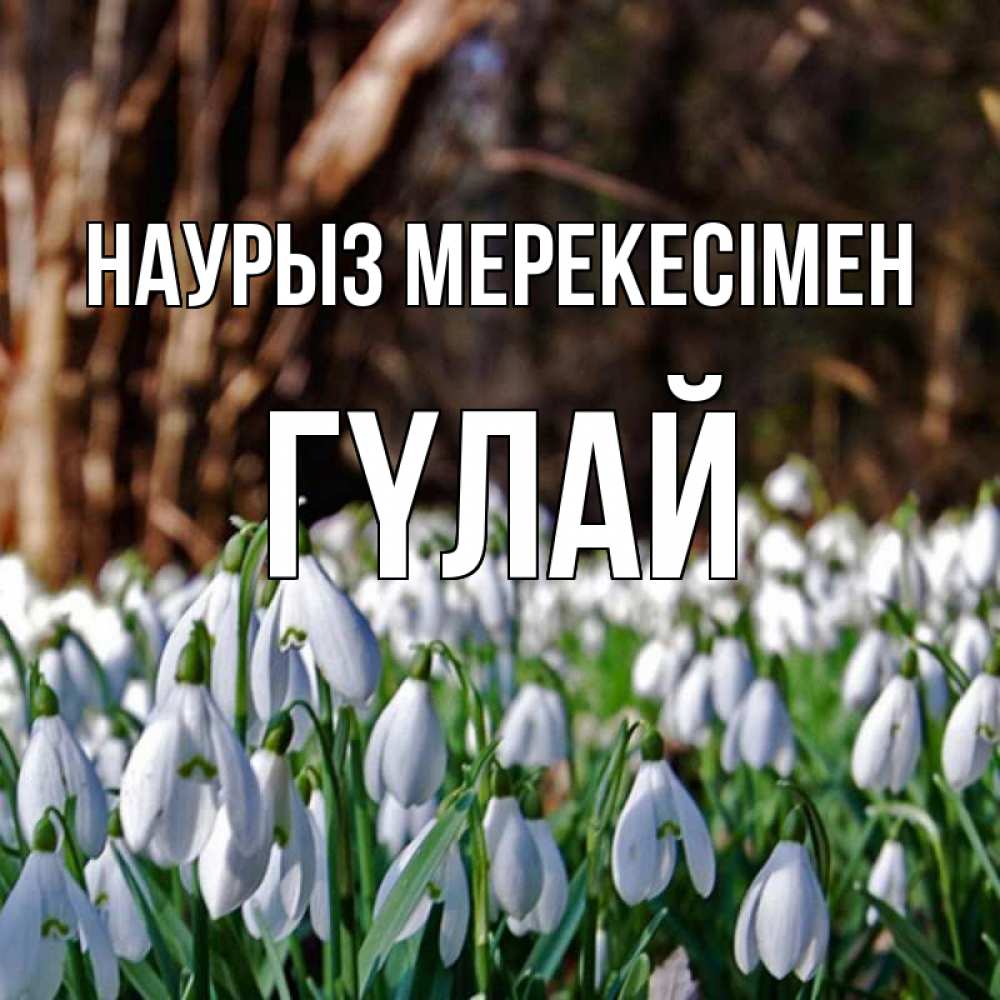 Күн сайын ашық хат с именем, ГҮЛАЙ Наурыз мерекесімен с подснежниками 1 Онлайн тегін жүктеп алу тілектері бар керемет карта 