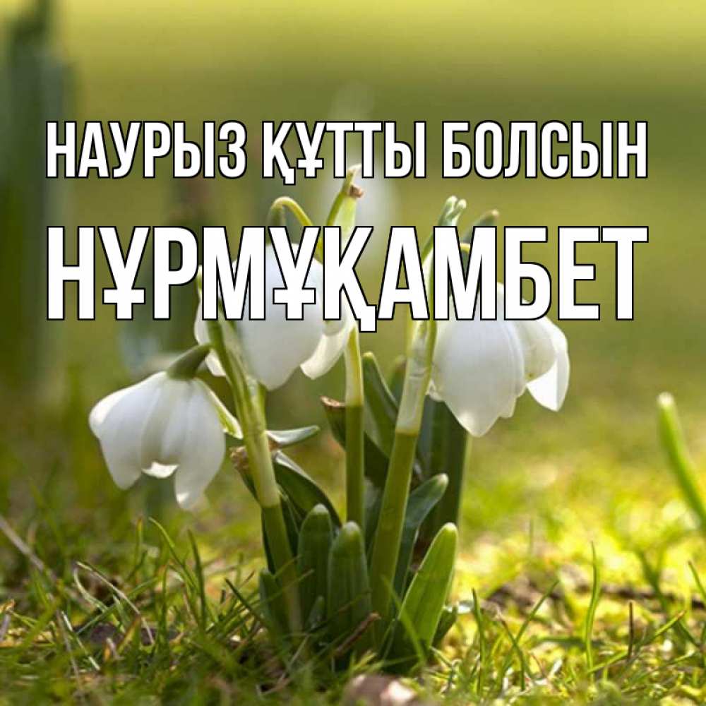 Күн сайын ашық хат с именем, НҰРМҰҚАМБЕТ Наурыз құтты болсын ранние цветы 2 Онлайн тегін жүктеп алу тілектері бар керемет карта 