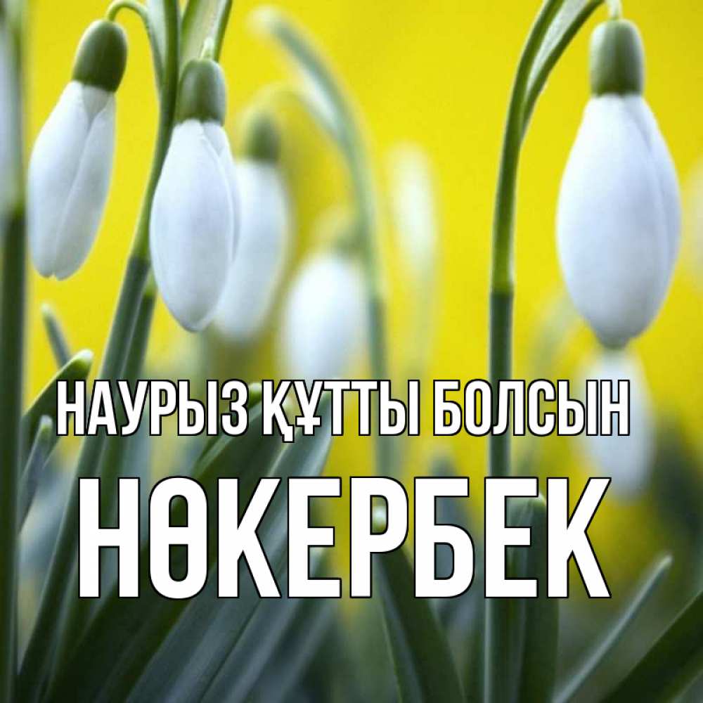 Күн сайын ашық хат с именем, НӨКЕРБЕК Наурыз құтты болсын весенние цветы Онлайн тегін жүктеп алу тілектері бар керемет карта 