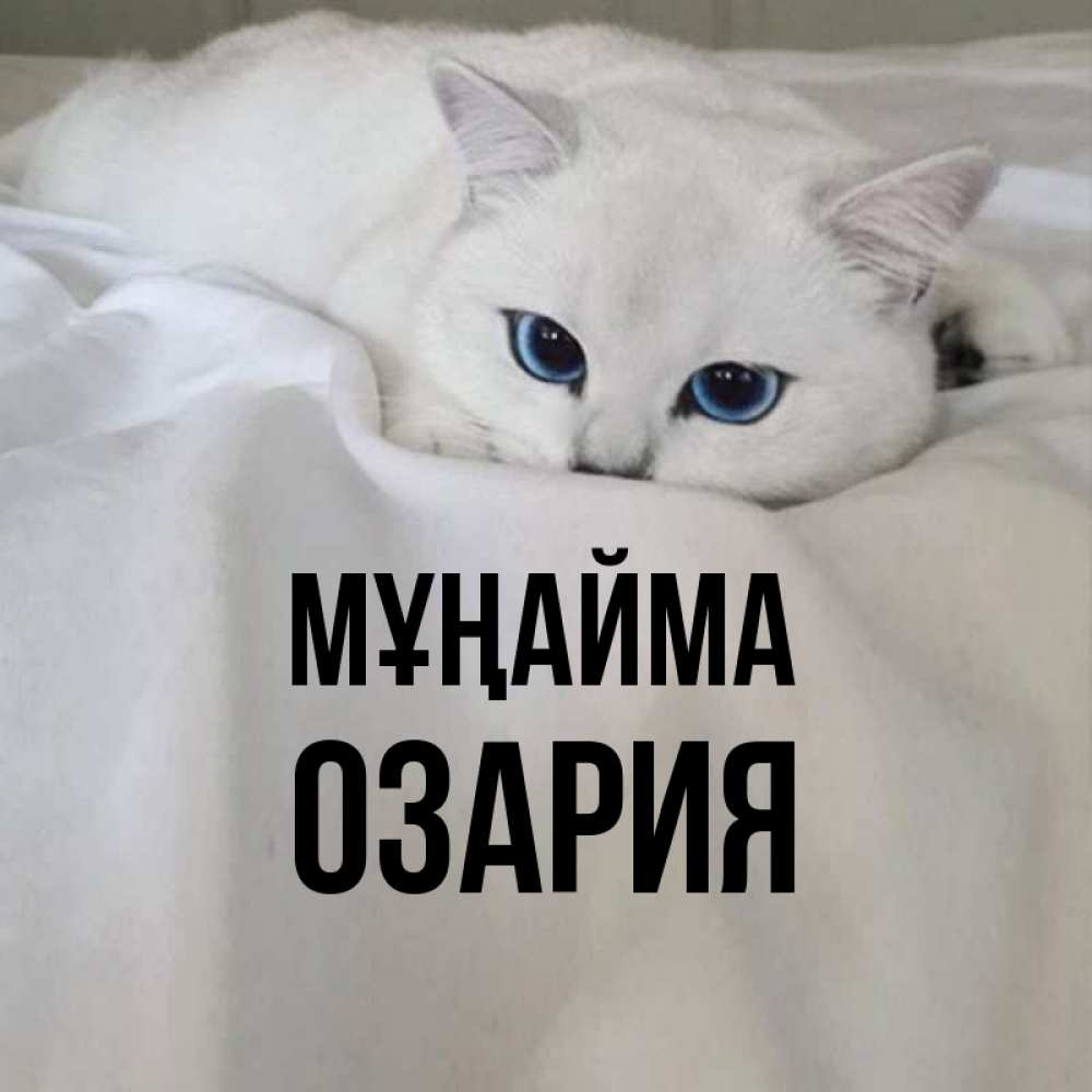 Күн сайын ашық хат с именем, ОЗАРИЯ Мұңайма Голубоглазая кошка Онлайн тегін жүктеп алу тілектері бар керемет карта 