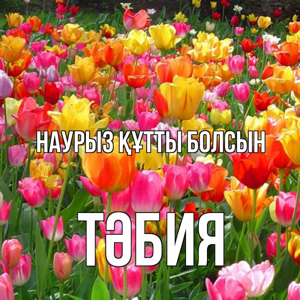 Күн сайын ашық хат с именем, ТӘБИЯ Наурыз құтты болсын на наурыз  ура ура Онлайн тегін жүктеп алу тілектері бар керемет карта 