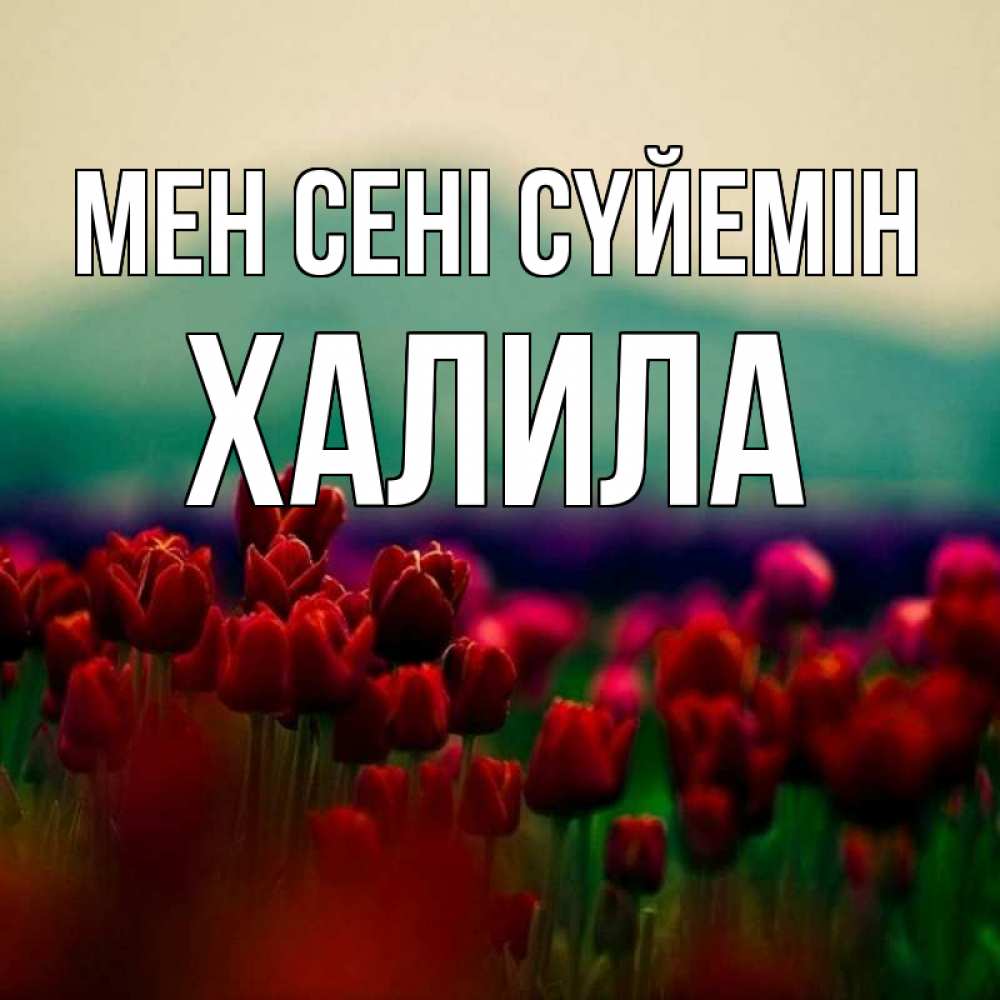 Күн сайын ашық хат с именем, ХАЛИЛА Мен сені сүйемін тюльпаны 4 Онлайн тегін жүктеп алу тілектері бар керемет карта 