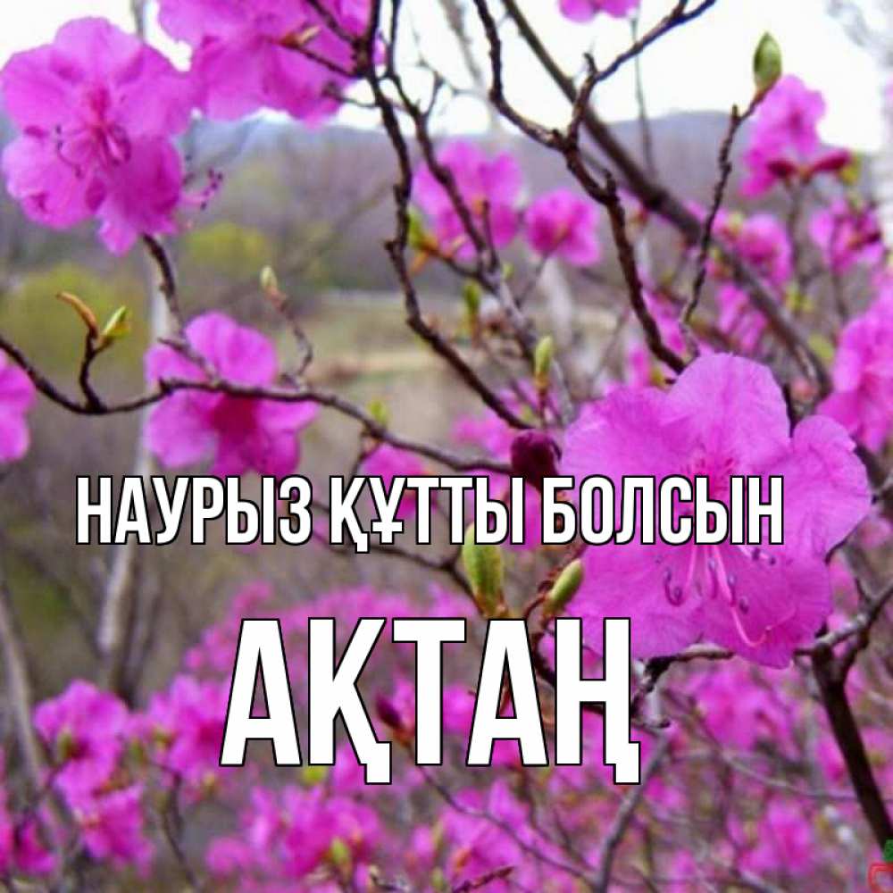Күн сайын ашық хат с именем, Ақтаң Наурыз құтты болсын наурыз мейрамы кутты болсын Онлайн тегін жүктеп алу тілектері бар керемет карта 