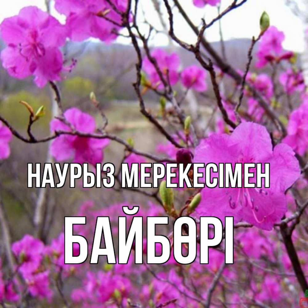 Күн сайын ашық хат с именем, Байбөрі Наурыз мерекесімен праздник весны наурыз Онлайн тегін жүктеп алу тілектері бар керемет карта 