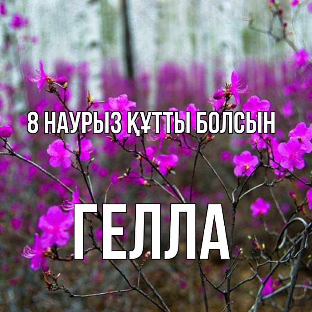Күн сайын ашық хат с именем, Гелла 8 наурыз құтты болсын дикие цветы Онлайн тегін жүктеп алу тілектері бар керемет карта 