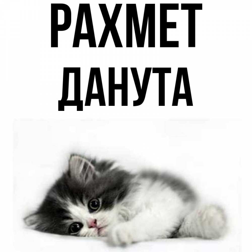Күн сайын ашық хат с именем, Данута рахмет черный и белый кот Онлайн тегін жүктеп алу тілектері бар керемет карта 