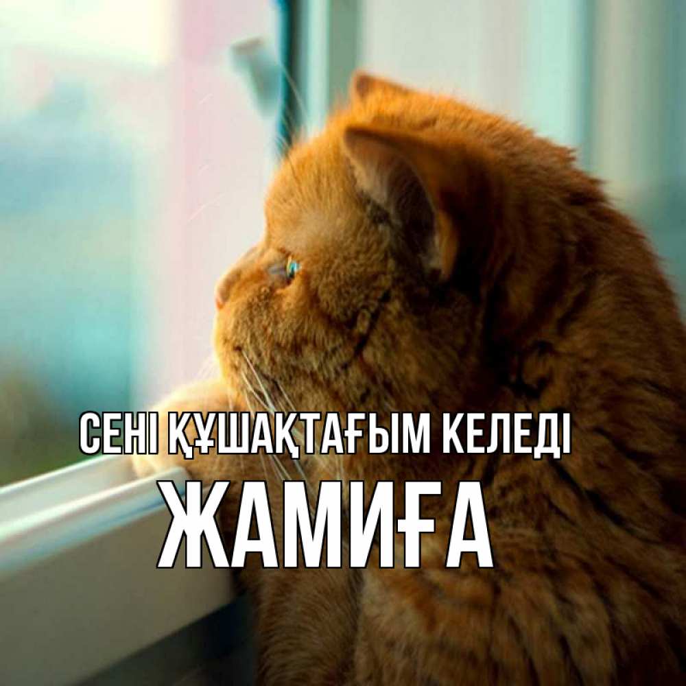 Күн сайын ашық хат с именем, ЖАМИҒА сені құшақтағым келеді большой огромный рыжий котяра Онлайн тегін жүктеп алу тілектері бар керемет карта 