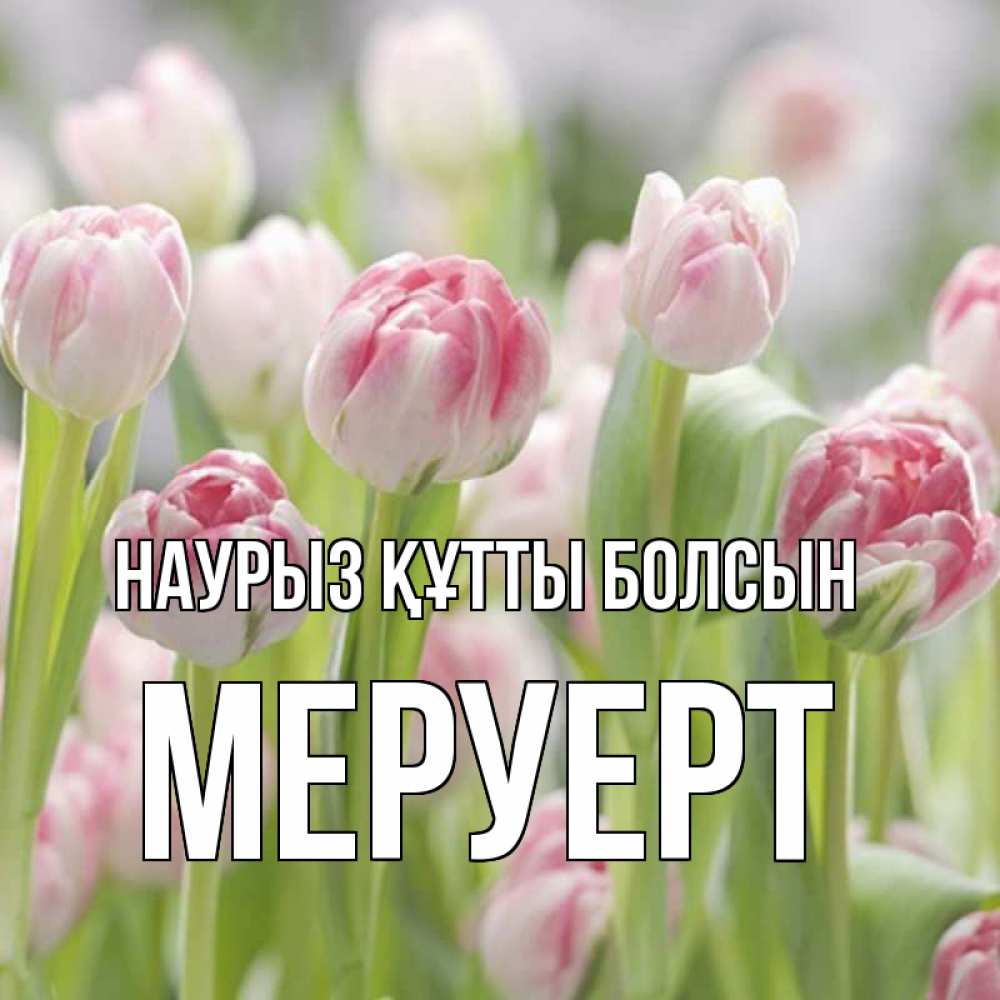 Күн сайын ашық хат с именем, МЕРУЕРТ Наурыз құтты болсын цветы Онлайн тегін жүктеп алу тілектері бар керемет карта 