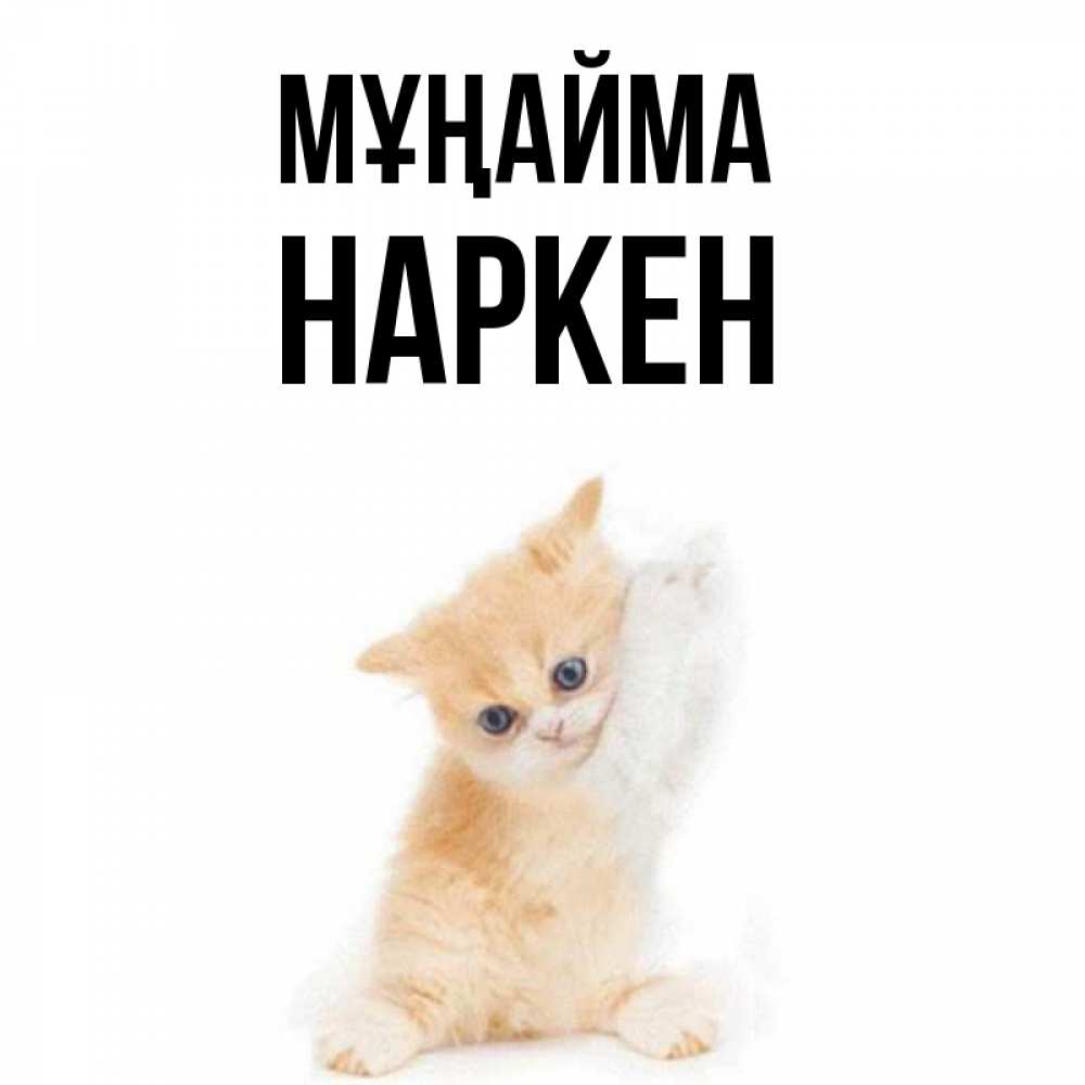 Күн сайын ашық хат с именем, Наркен Мұңайма просящий кот Онлайн тегін жүктеп алу тілектері бар керемет карта 