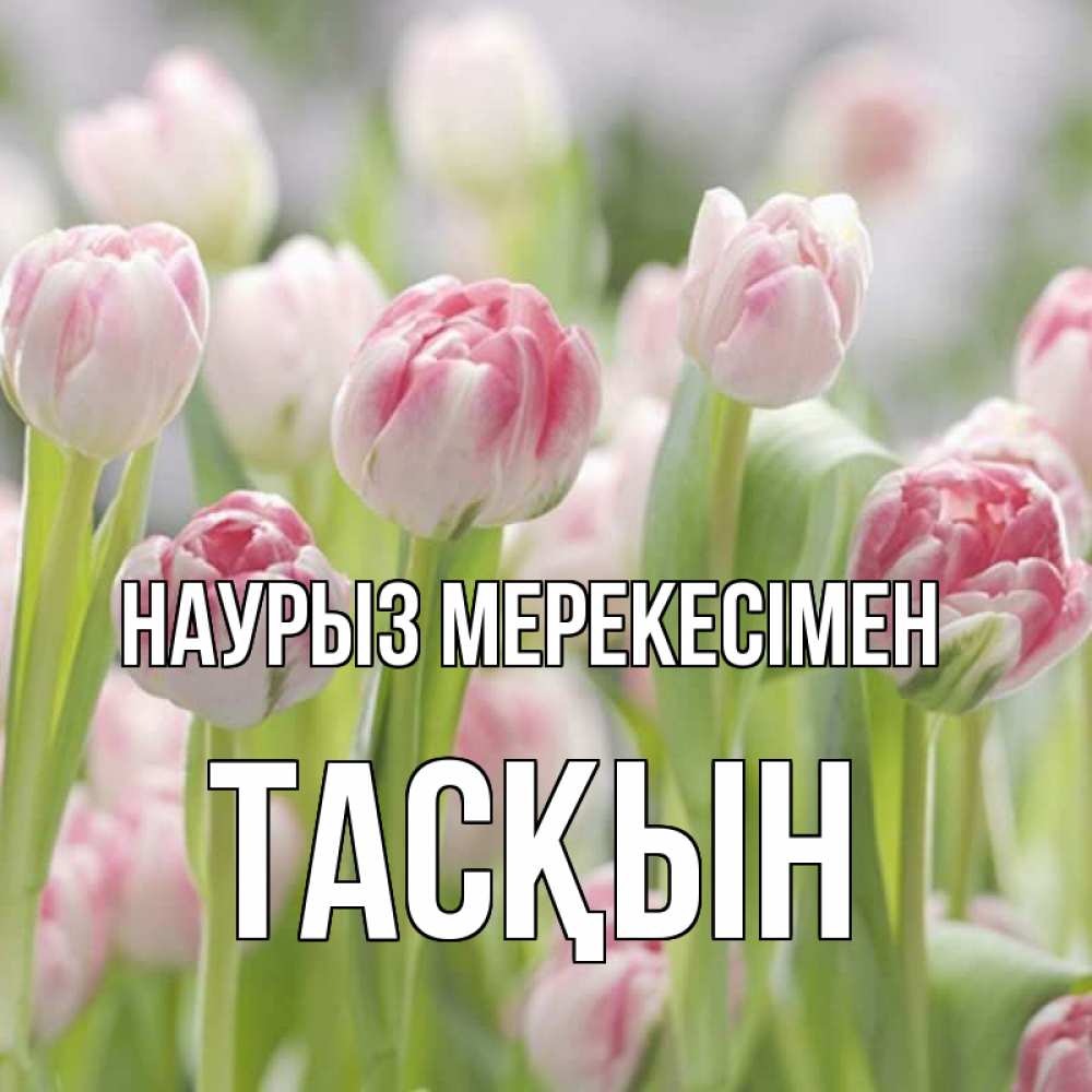 Күн сайын ашық хат с именем, ТАСҚЫН Наурыз мерекесімен цветы Онлайн тегін жүктеп алу тілектері бар керемет карта 
