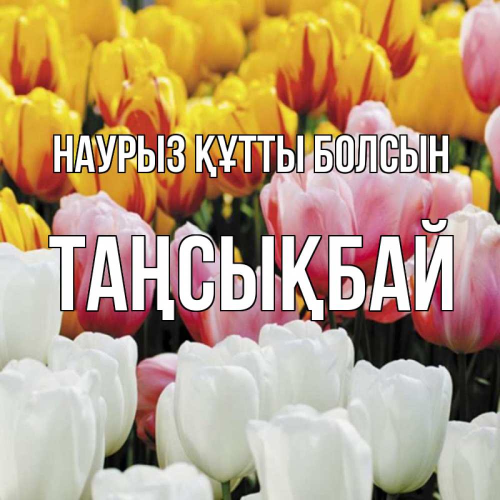 Күн сайын ашық хат с именем, ТАҢСЫҚБАЙ Наурыз құтты болсын разноцветные цветы Онлайн тегін жүктеп алу тілектері бар керемет карта 