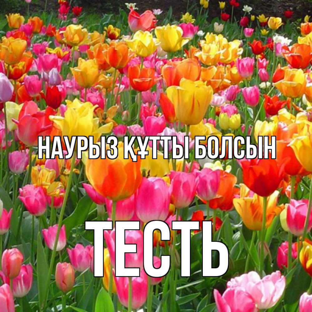 Күн сайын ашық хат с именем, Тесть Наурыз құтты болсын на наурыз  ура ура Онлайн тегін жүктеп алу тілектері бар керемет карта 
