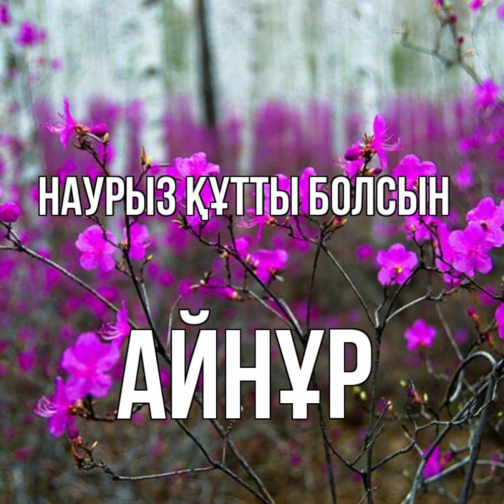 Күн сайын ашық хат с именем, АЙНҰР Наурыз құтты болсын дикие цветы Онлайн тегін жүктеп алу тілектері бар керемет карта 
