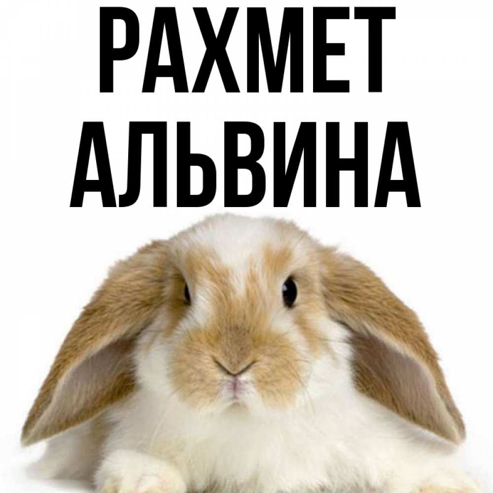 Күн сайын ашық хат с именем, Альвина рахмет коричнево белый заяц Онлайн тегін жүктеп алу тілектері бар керемет карта 