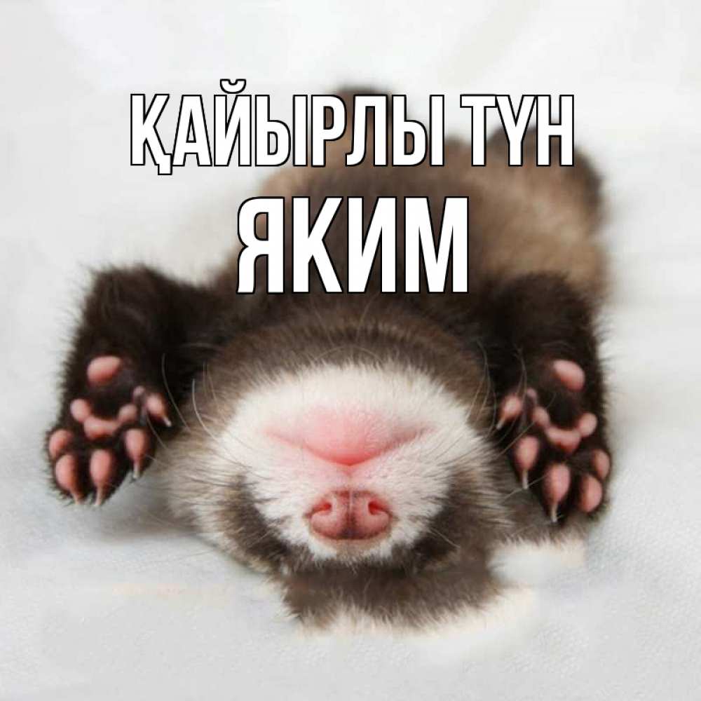 Күн сайын ашық хат с именем, Яким Қайырлы түн зверек Онлайн тегін жүктеп алу тілектері бар керемет карта 