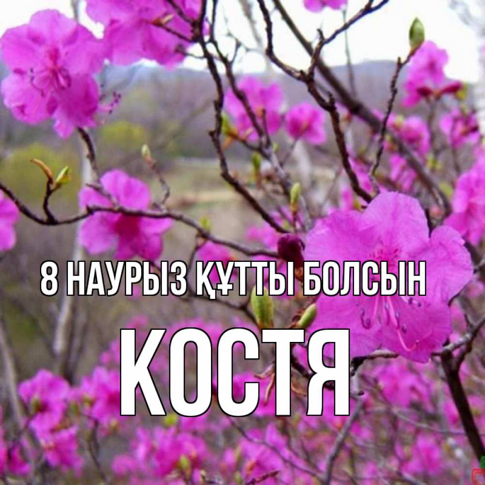 Күн сайын ашық хат с именем, Костя 8 наурыз құтты болсын международный женский день Онлайн тегін жүктеп алу тілектері бар керемет карта 