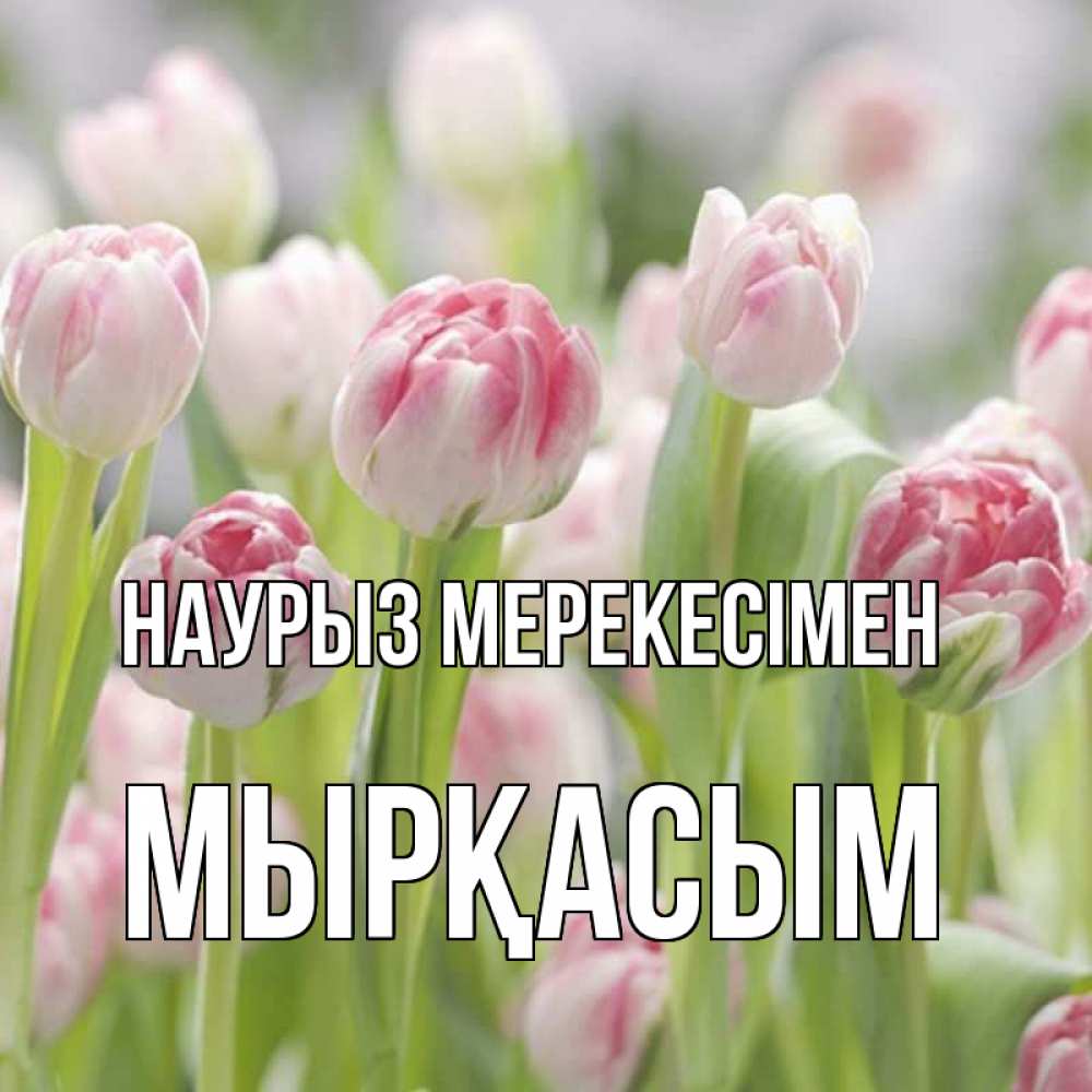Күн сайын ашық хат с именем, МЫРҚАСЫМ Наурыз мерекесімен цветы Онлайн тегін жүктеп алу тілектері бар керемет карта 