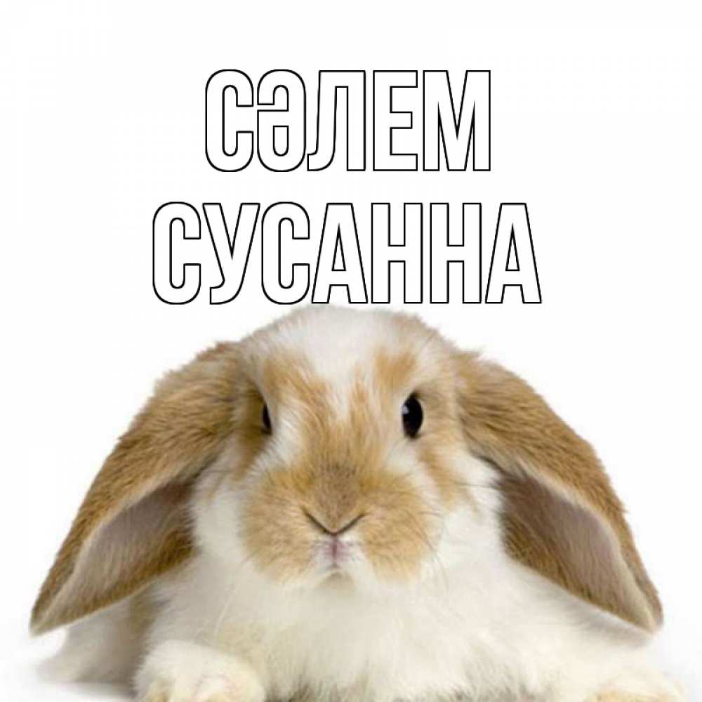 Күн сайын ашық хат с именем, Сусанна Сәлем с животными Онлайн тегін жүктеп алу тілектері бар керемет карта 