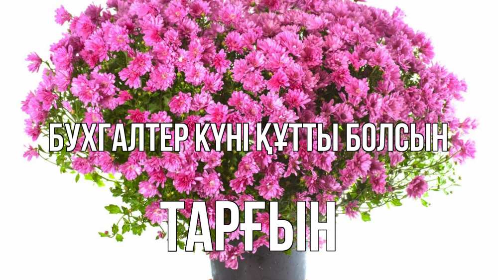 Күн сайын ашық хат с именем, ТАРҒЫН бухгалтер күні құтты болсын с днем бухгалтера Онлайн тегін жүктеп алу тілектері бар керемет карта 