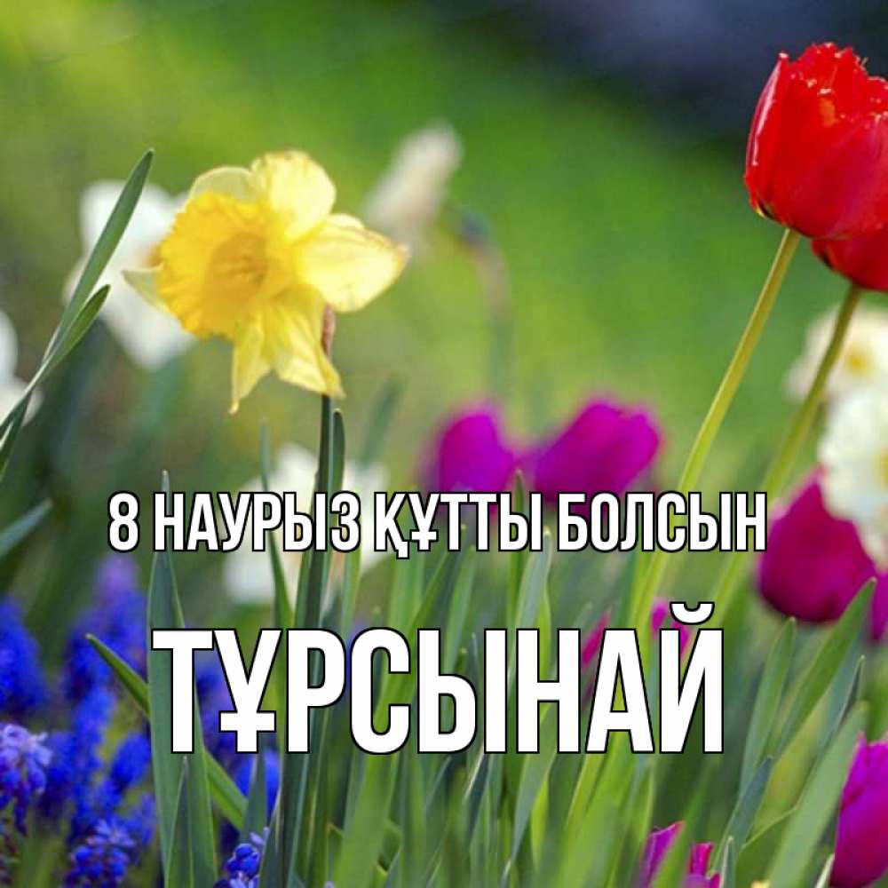 Күн сайын ашық хат с именем, ТҰРСЫНАЙ 8 наурыз құтты болсын международный женский день 3 Онлайн тегін жүктеп алу тілектері бар керемет карта 
