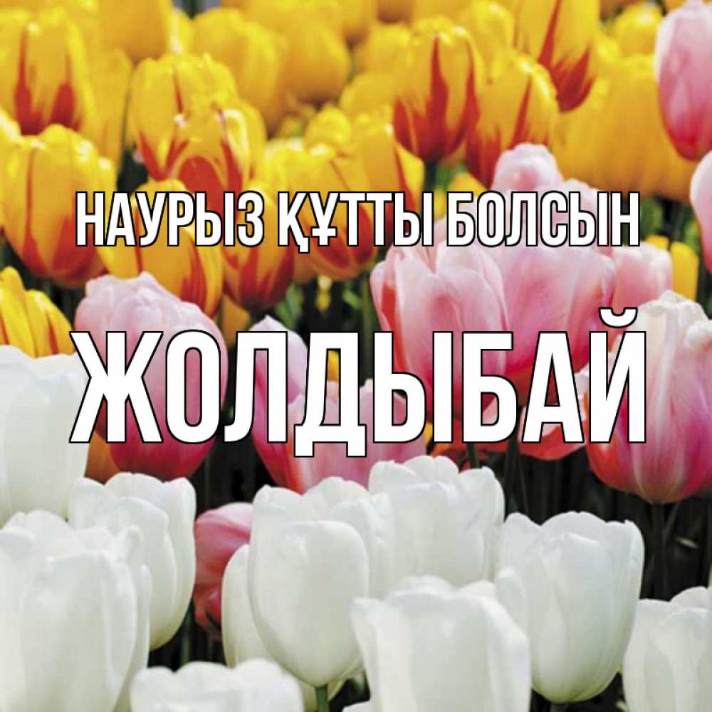 Күн сайын ашық хат с именем, Жолдыбай Наурыз құтты болсын разноцветные цветы Онлайн тегін жүктеп алу тілектері бар керемет карта 