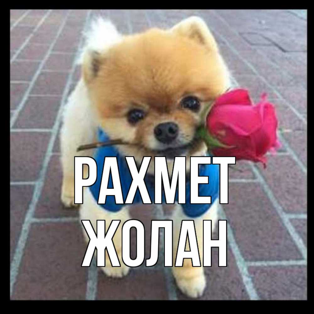 Күн сайын ашық хат с именем, Жолан рахмет спасибо и дарю тебе цветок Онлайн тегін жүктеп алу тілектері бар керемет карта 