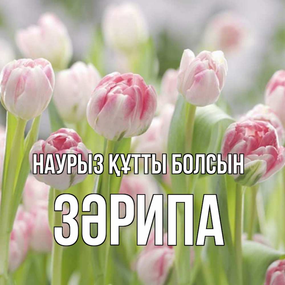 Күн сайын ашық хат с именем, ЗӘРИПА Наурыз құтты болсын цветы Онлайн тегін жүктеп алу тілектері бар керемет карта 