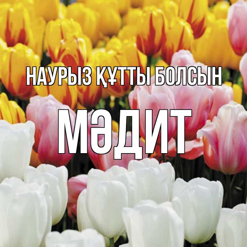 Күн сайын ашық хат с именем, МӘДИТ Наурыз құтты болсын разноцветные цветы Онлайн тегін жүктеп алу тілектері бар керемет карта 