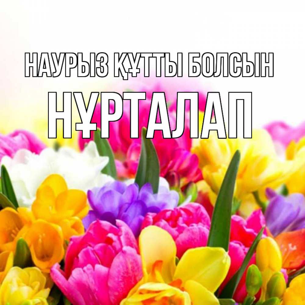 Күн сайын ашық хат с именем, НҰРТАЛАП Наурыз құтты болсын тюльпаны Онлайн тегін жүктеп алу тілектері бар керемет карта 