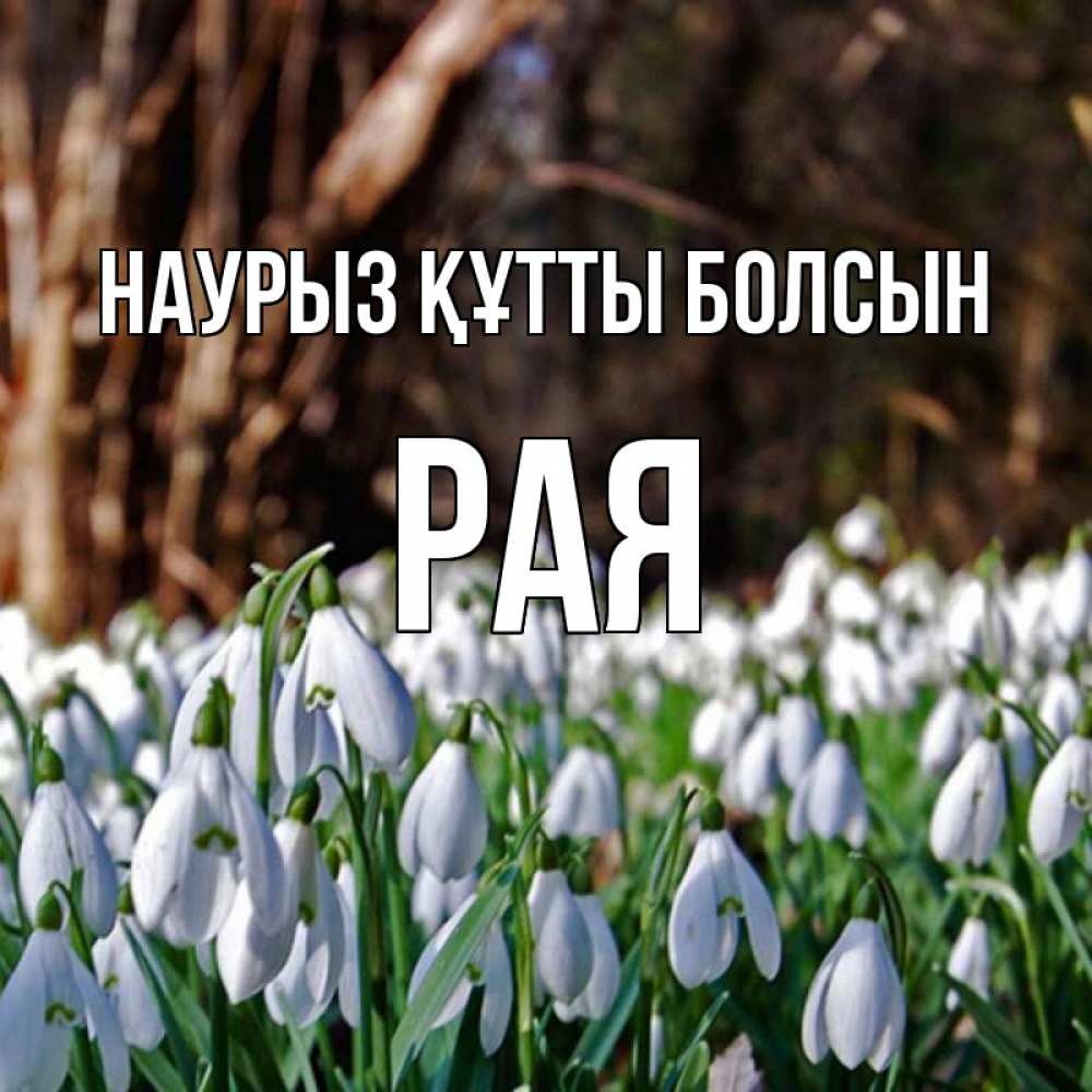 Күн сайын ашық хат с именем, Рая Наурыз құтты болсын с подснежниками 1 Онлайн тегін жүктеп алу тілектері бар керемет карта 