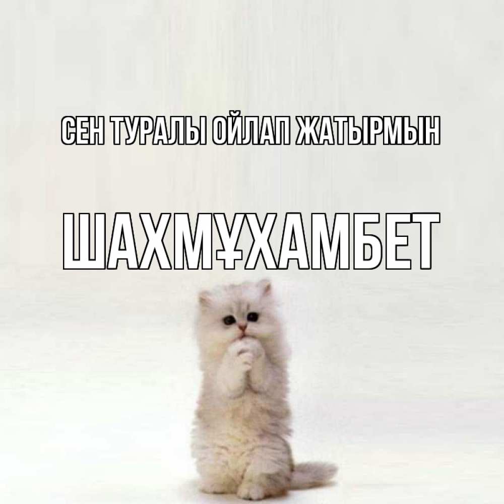 Күн сайын ашық хат с именем, ШАХМҰХАМБЕТ Сен туралы ойлап жатырмын кот стоит на задних лапах Онлайн тегін жүктеп алу тілектері бар керемет карта 
