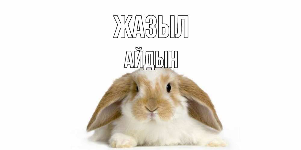 Күн сайын ашық хат с именем, Айдын Жазыл вислоухий кролик белого и коричневого цвета Онлайн тегін жүктеп алу тілектері бар керемет карта 