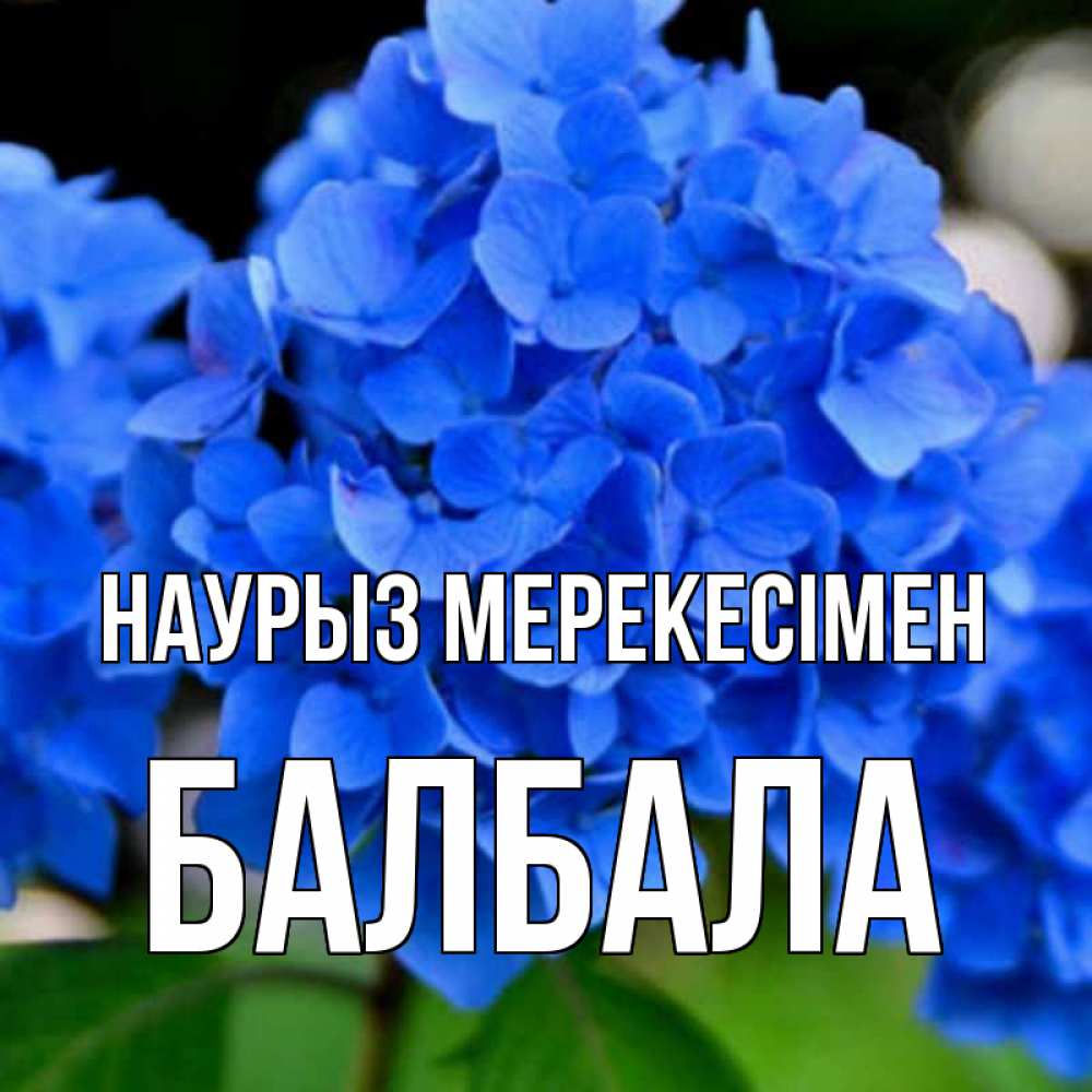 Күн сайын ашық хат с именем, БАЛБАЛА Наурыз мерекесімен синие цветы Онлайн тегін жүктеп алу тілектері бар керемет карта 