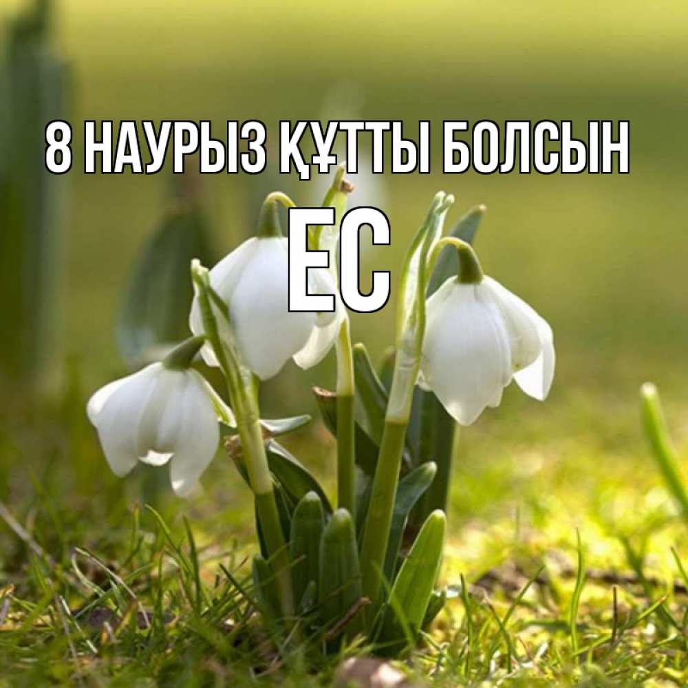 Күн сайын ашық хат с именем, Ес 8 наурыз құтты болсын ранние цветы 2 Онлайн тегін жүктеп алу тілектері бар керемет карта 