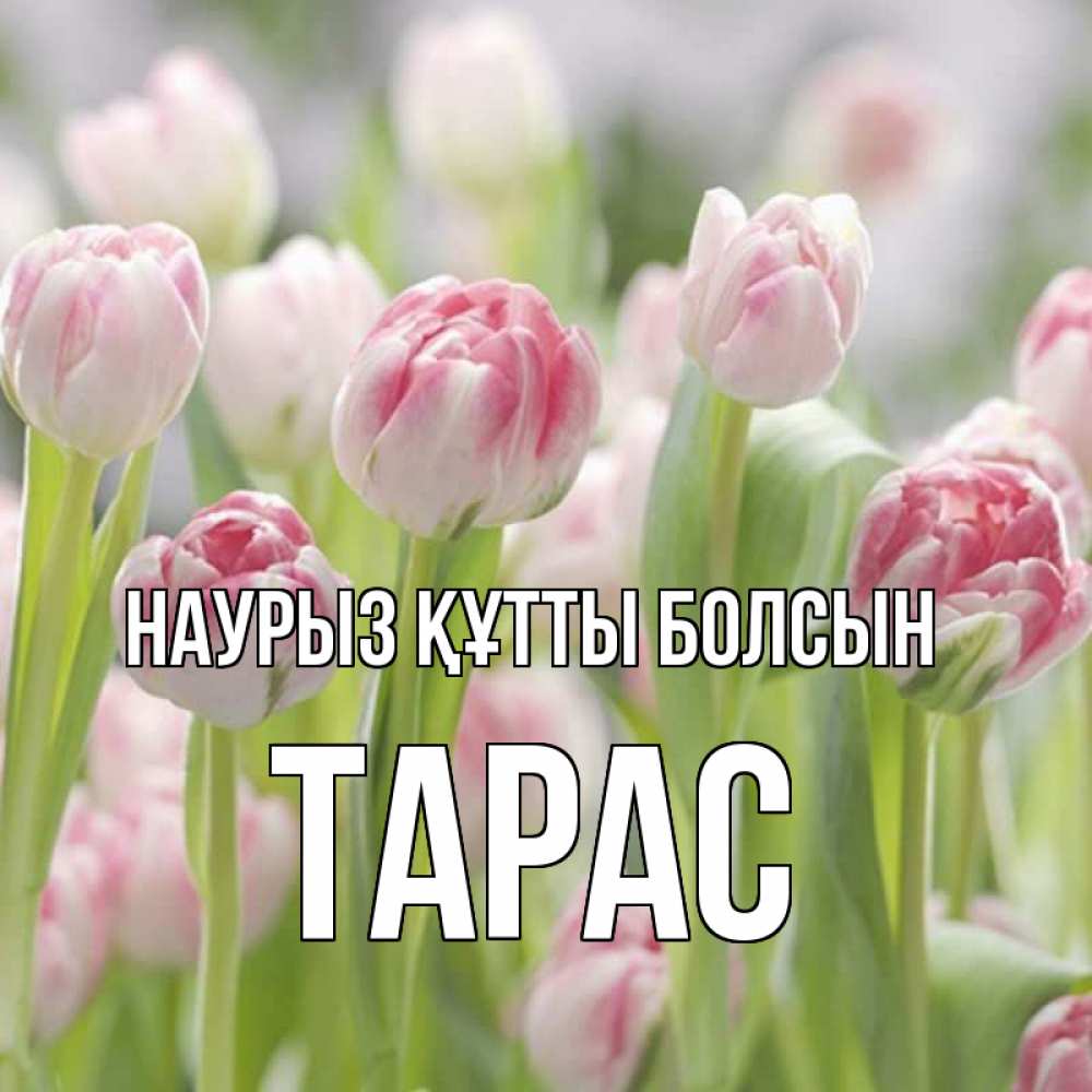 Күн сайын ашық хат с именем, Тарас Наурыз құтты болсын цветы Онлайн тегін жүктеп алу тілектері бар керемет карта 