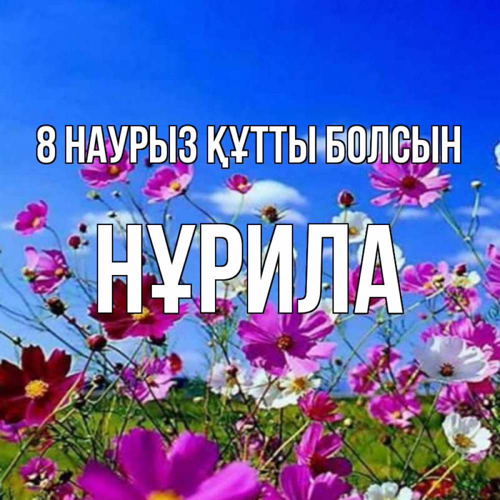 Күн сайын ашық хат с именем, НҰРИЛА 8 наурыз құтты болсын цветы Онлайн тегін жүктеп алу тілектері бар керемет карта 
